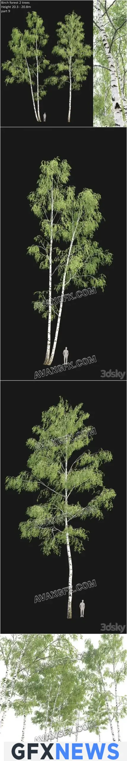 Birch forest part 9 - 3D Model