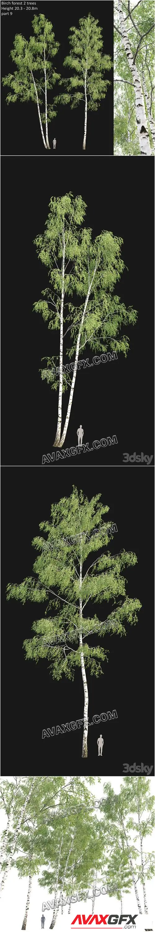 Birch forest part 9 - 3D Model
