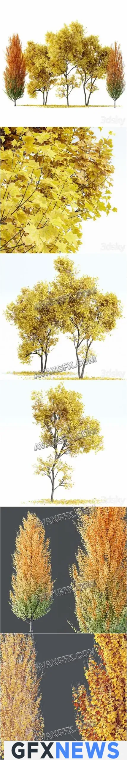 Maple Sapindaceae and Acer Saccharinum Fall trees - 3D Model