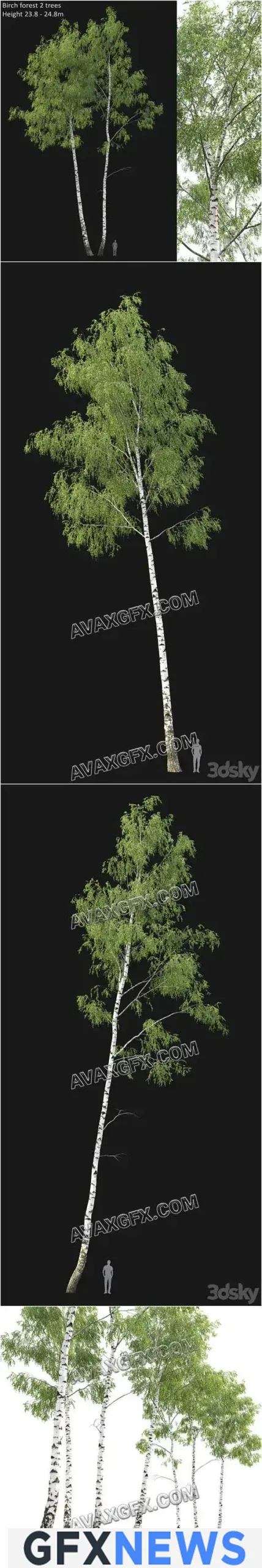 Birch forest part 7 - 3D Model