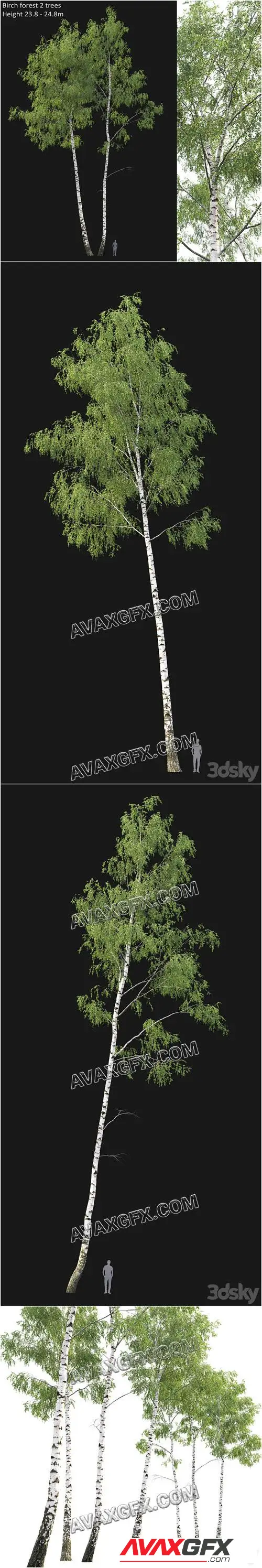 Birch forest part 7 - 3D Model