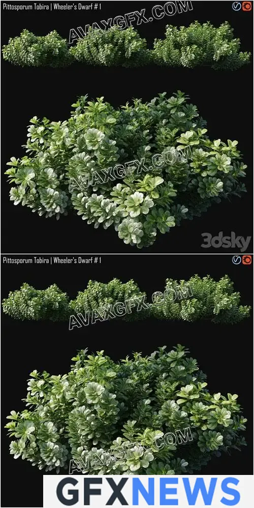 Pittosporum Tobira Wheeler