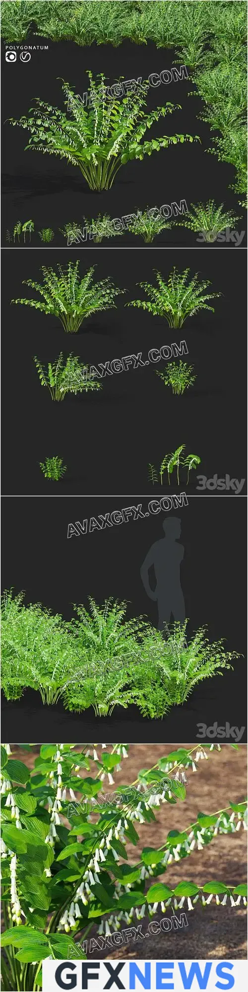 Kupena flowers Polygonatum - 3D Model