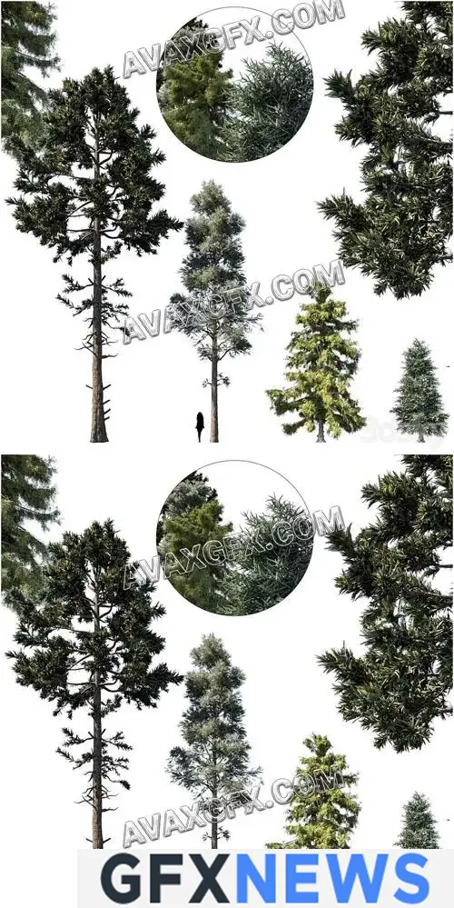Coniferous tree set 1 - 3D Model